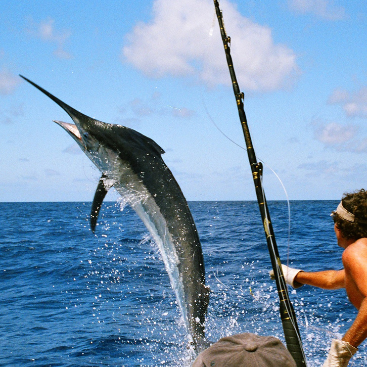 V.I. Deep Sea Fish for Marlin, Sailfish, Mahi Mahi, Wahoo, Grouper or anything that comes across your line.