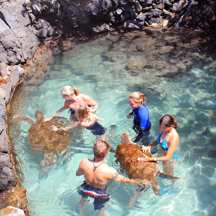 V.I. Swim With Sea Turtles