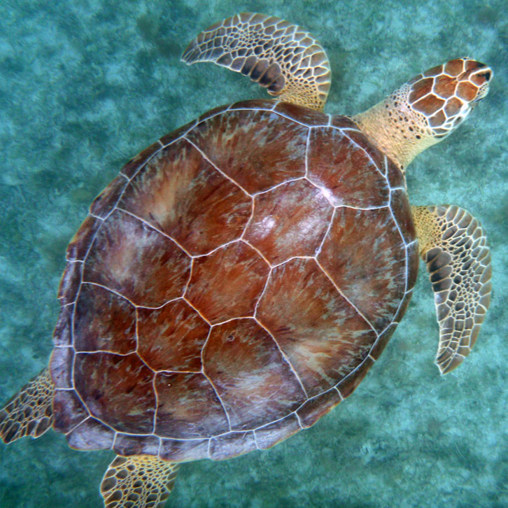 VV.I. Swim With Sea Turtles