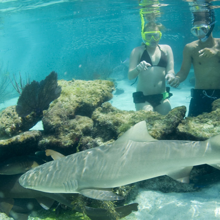 V.I. Swim With Sharks