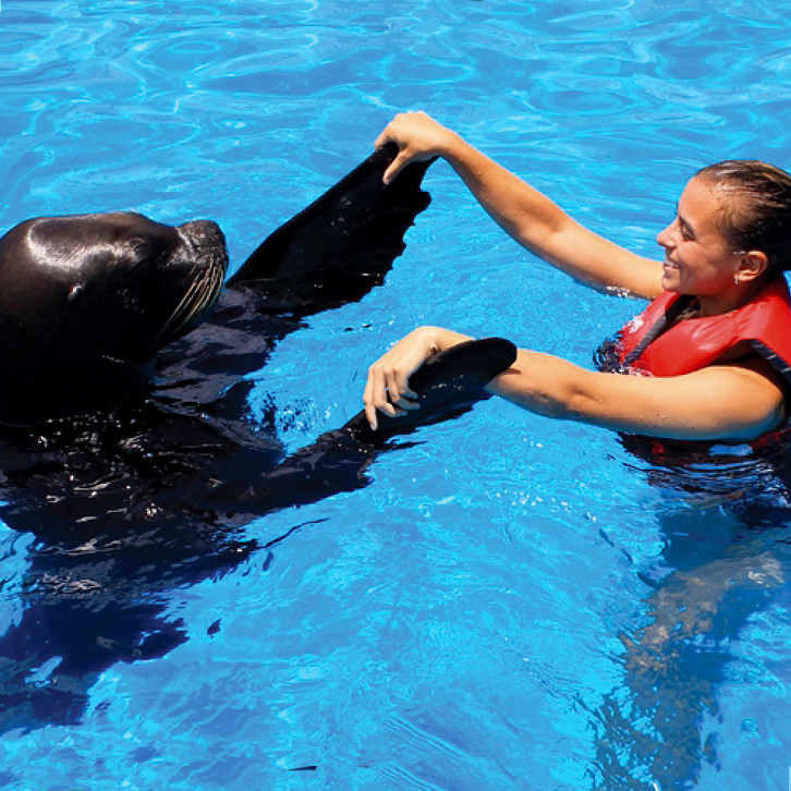 V.I. Swim With Sea Lions